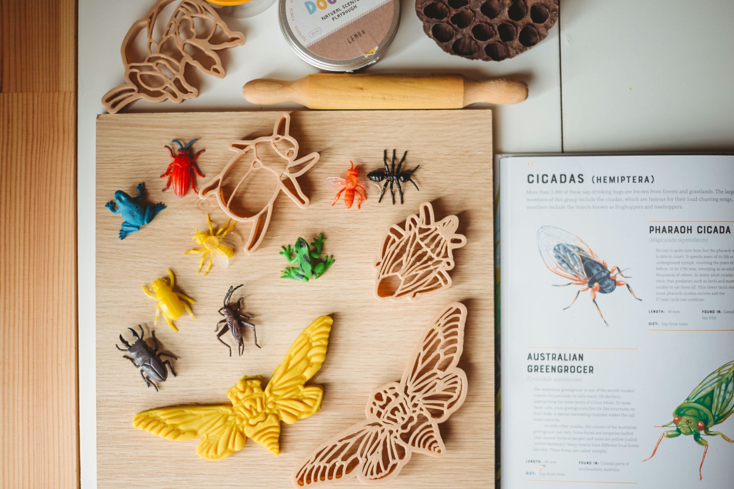 Eco Cutter - Cicada and Shell - Set of 2