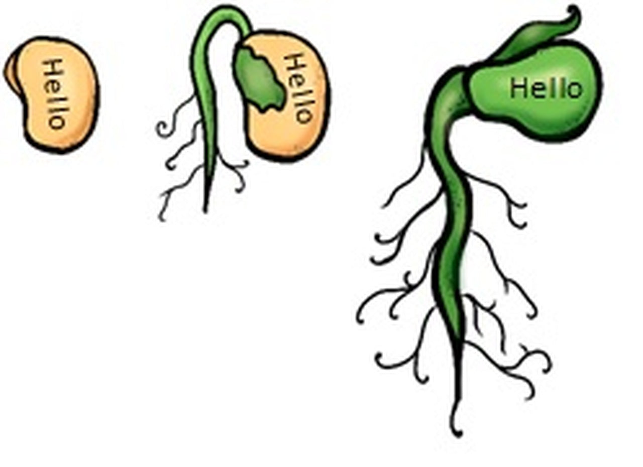 Grown your Own Magic Bean