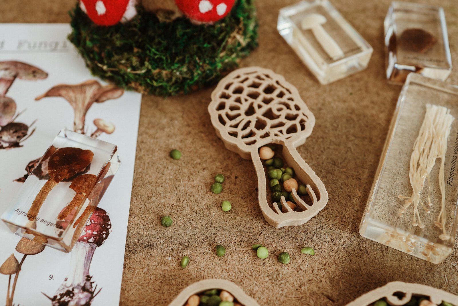 Eco Cutter - Morel Mushroom
