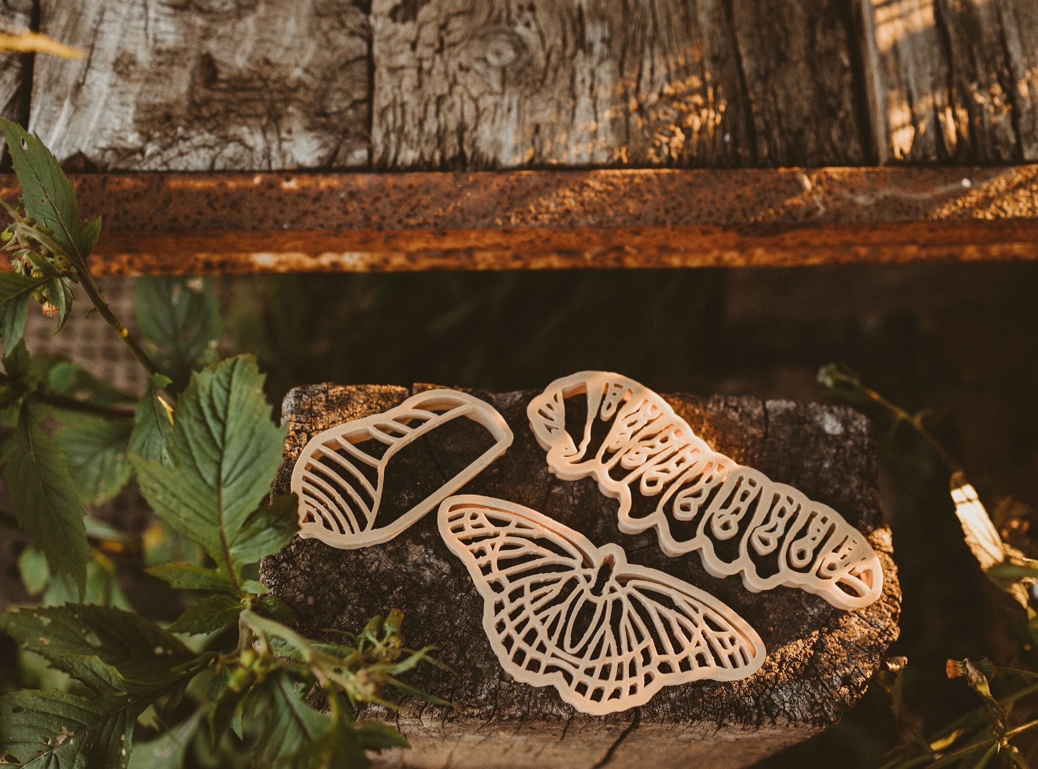 Eco Cutter - Monarch Butterfly Lifecycle Set