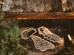 Eco Cutter - Monarch Butterfly Lifecycle Set