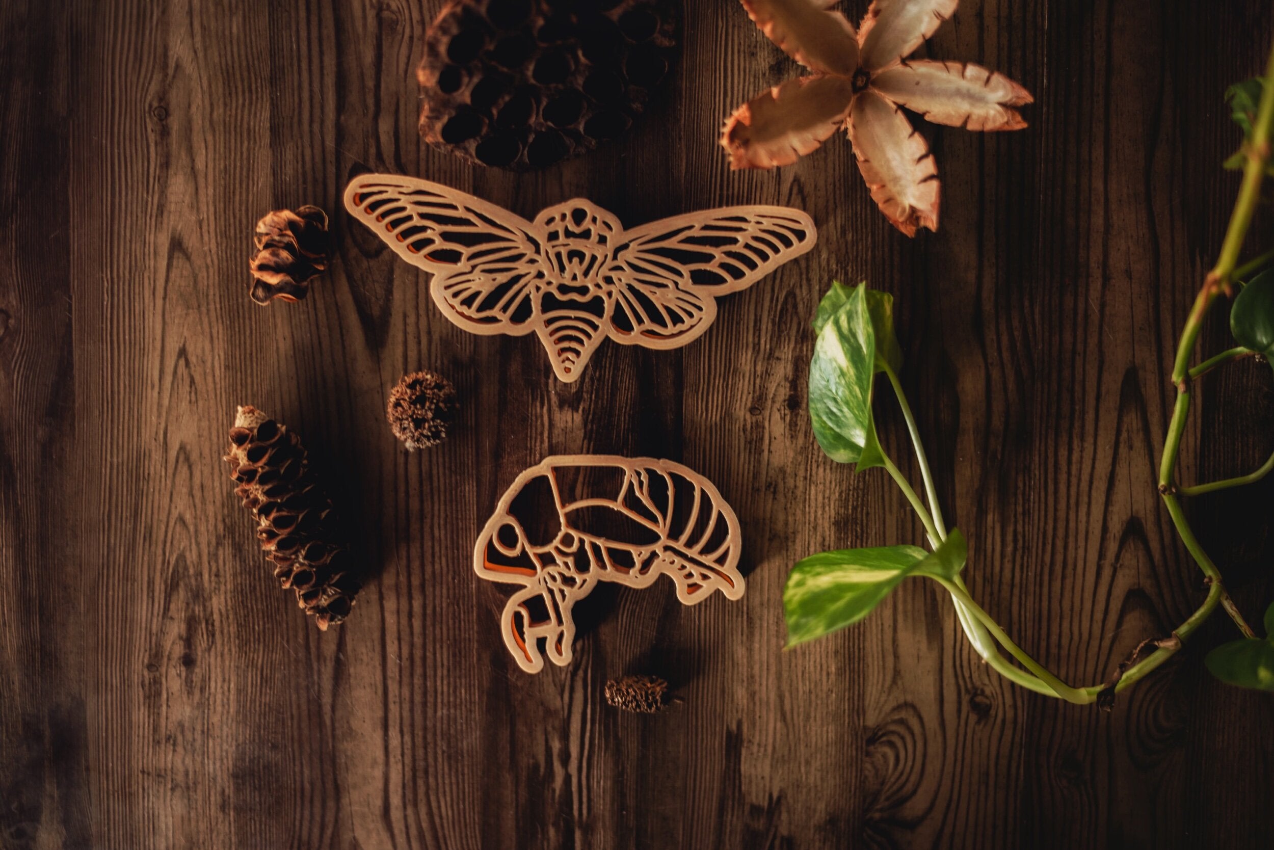 Eco Cutter - Cicada and Shell - Set of 2