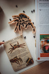 Eco Cutter - Jumping Spider