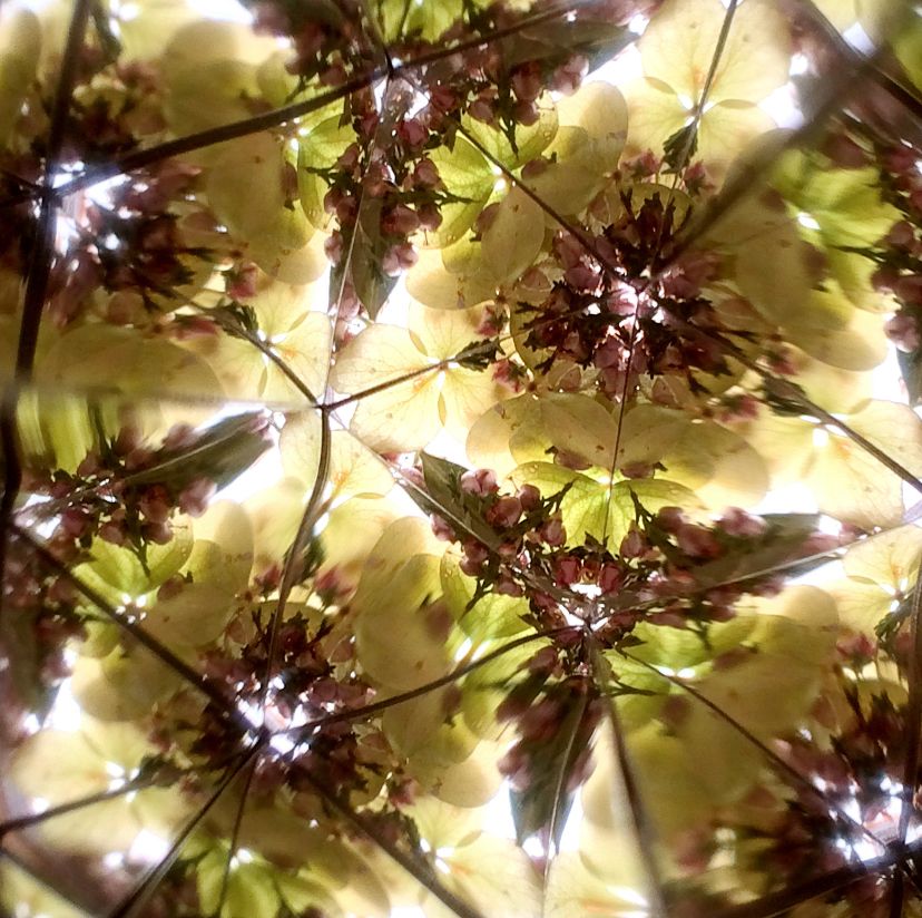 Flowerscope - Spring